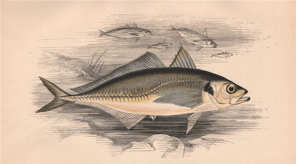 ATLANTIC HORSE MACKEREL Trachurus trachurus Scad crake-herring COUCH Fish 1862